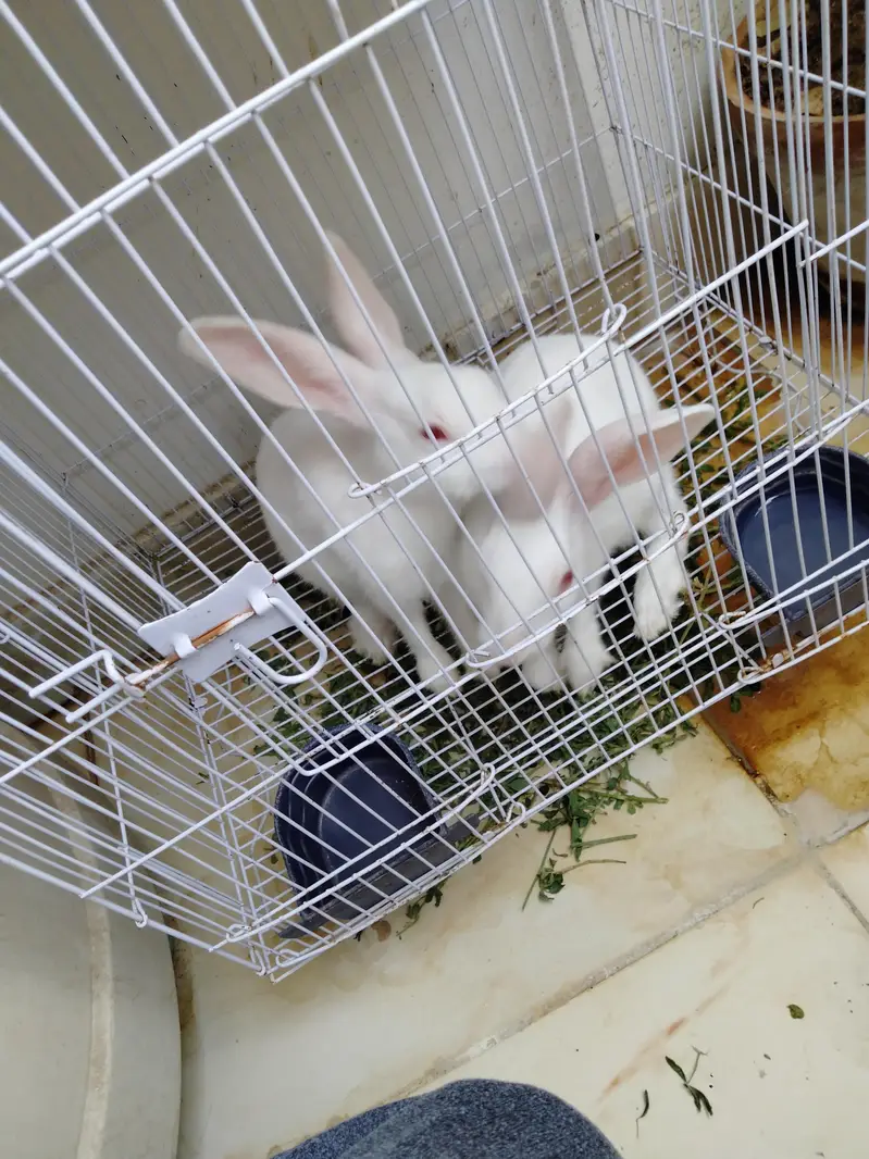 Bunnies — photo 2