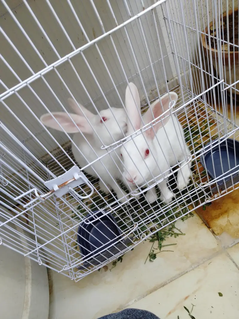Bunnies — photo 3