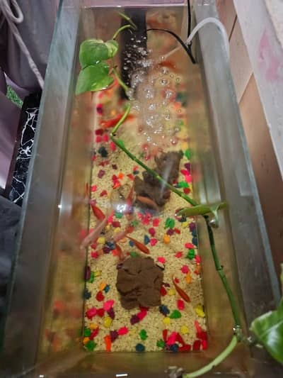fish aquarium with Cleaning  filter and oxygen Pump