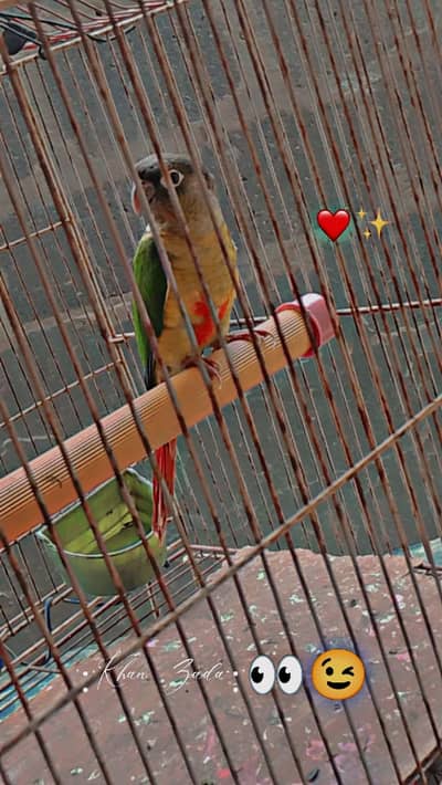 for sale yello-sided Green cheek conure