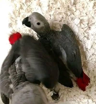 African grey parrot only WhatsApp 03237382400