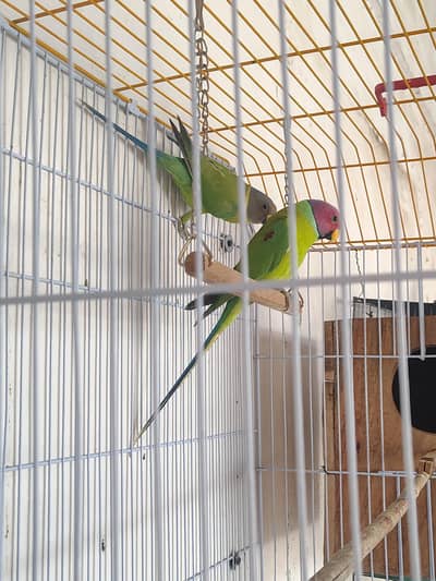 Plum Headed Adult Pairs