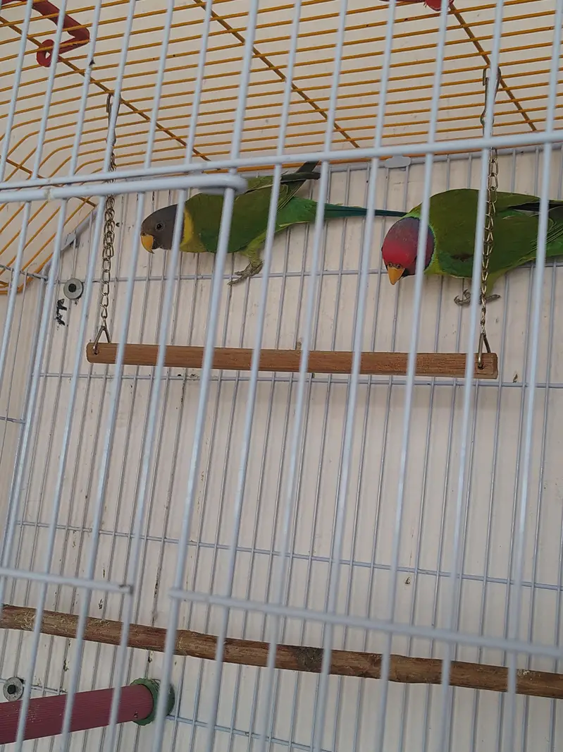 Plum Headed Adult Pairs — photo 2