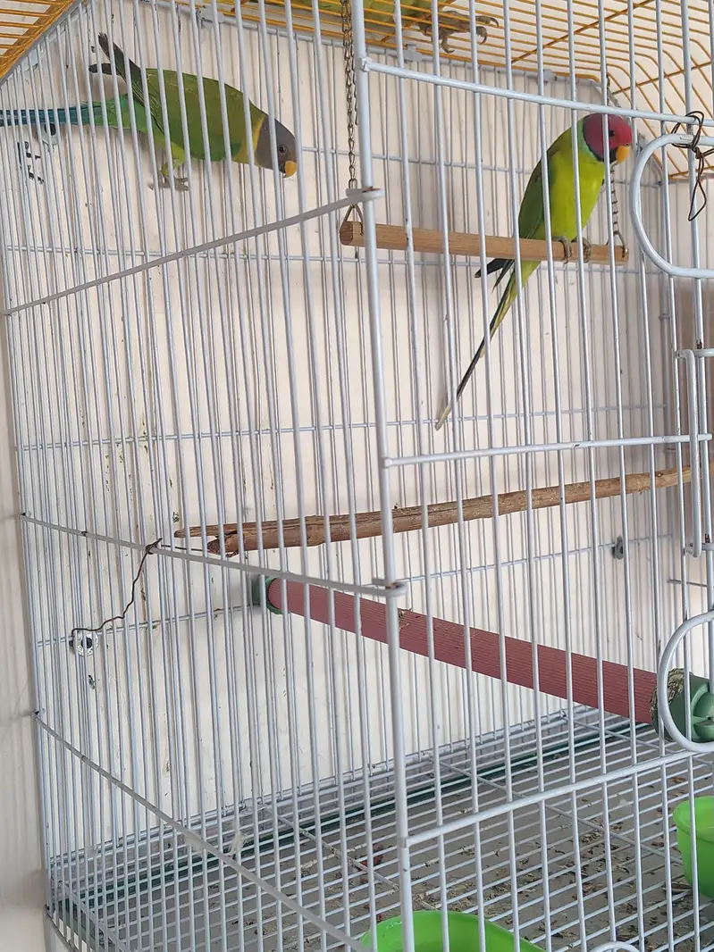 Plum Headed Adult Pairs — photo 4