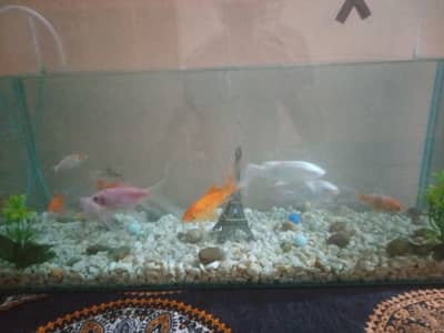Aquarium full setup for sale