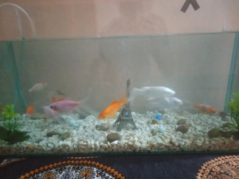 Aquarium full setup for sale