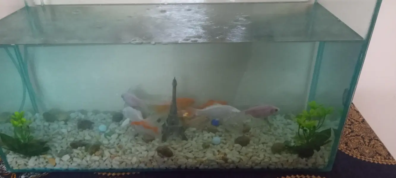 Aquarium full setup for sale — photo 2