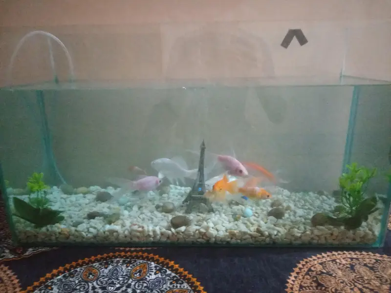 Aquarium full setup for sale — photo 4