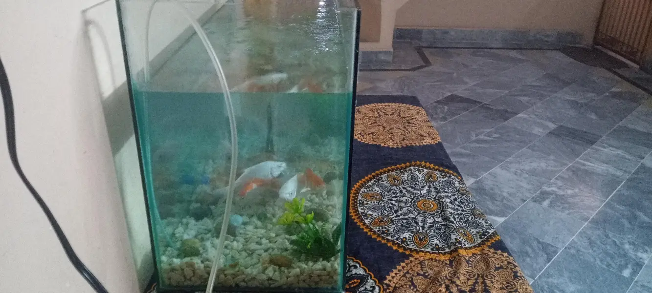 Aquarium full setup for sale — photo 5