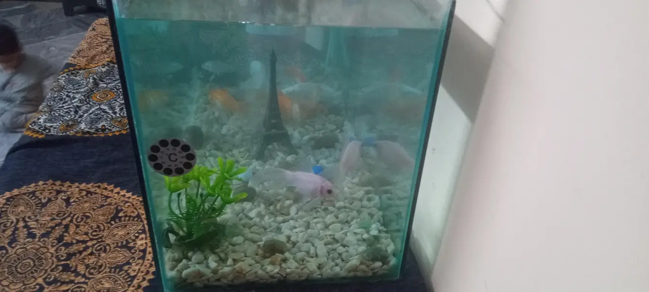 Aquarium full setup for sale — photo 6