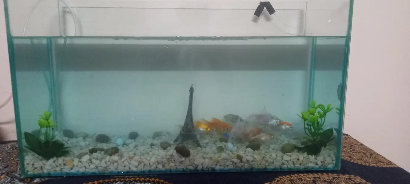 Aquarium full setup for sale — photo 8