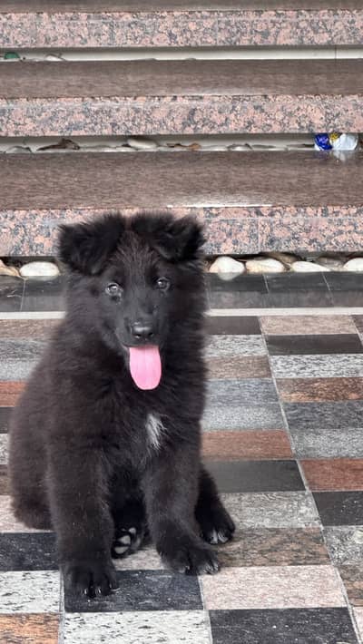Pedigree  black shepherd