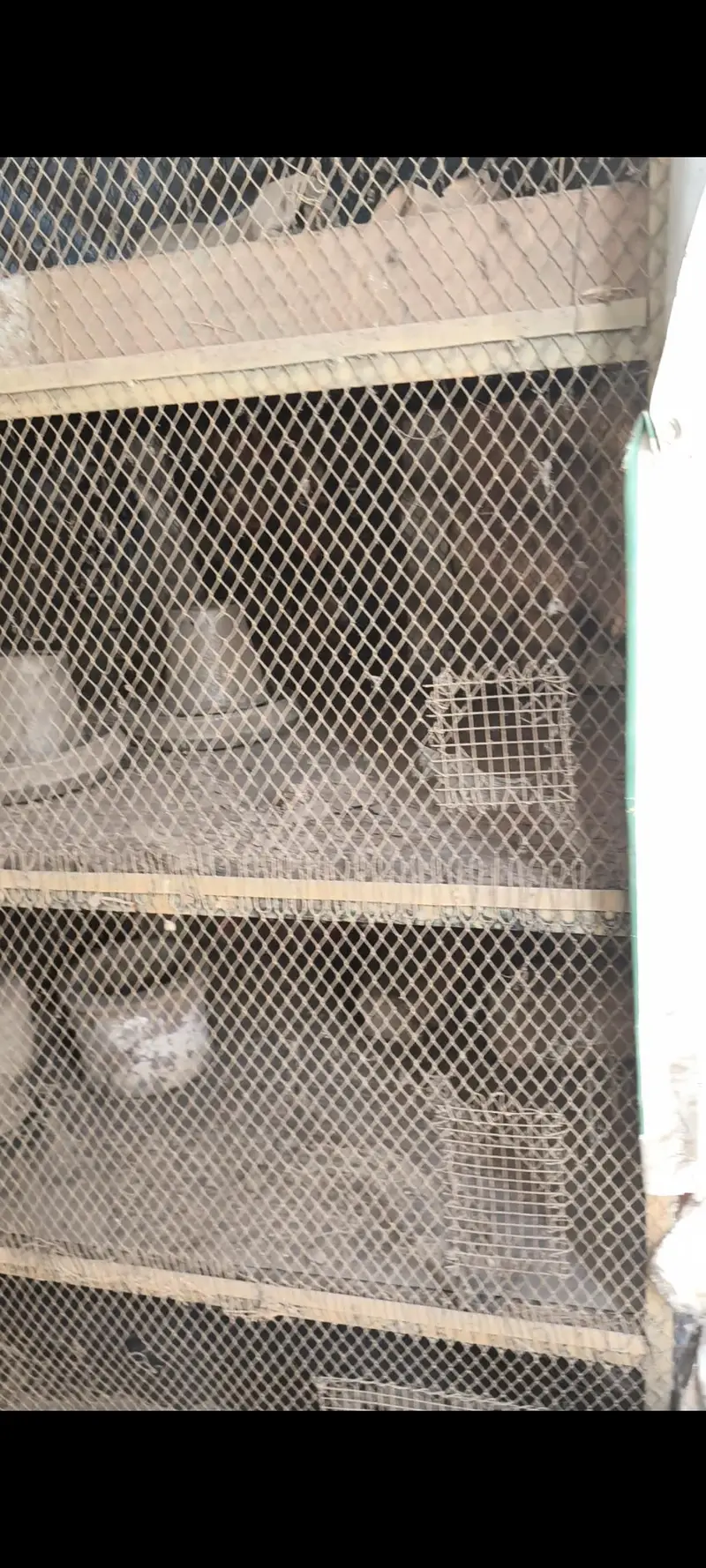 Hen Cage | Murgi Ka Penjara | Big Cage — photo 2
