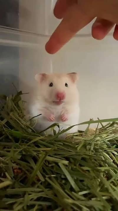 Cute white hamster 1 month age