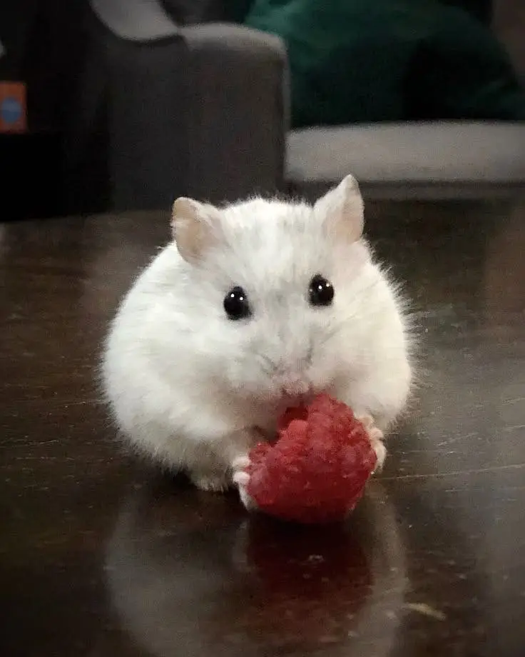 Cute white hamster 1 month age — photo 2