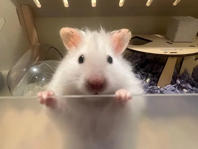 Cute white hamster 1 month age — photo 3