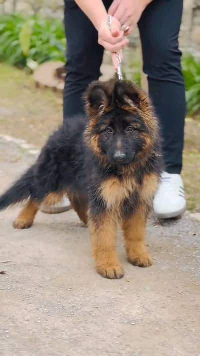(German- shepherd) (puppies) (argent for sale) Whatsapp 03401430037