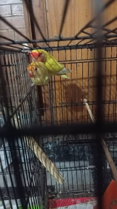 2 breder pairs