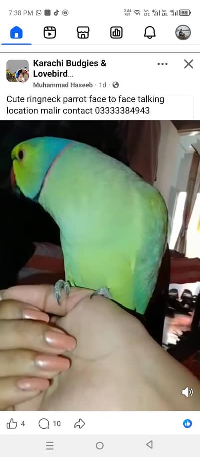 hand tamed and talking males available