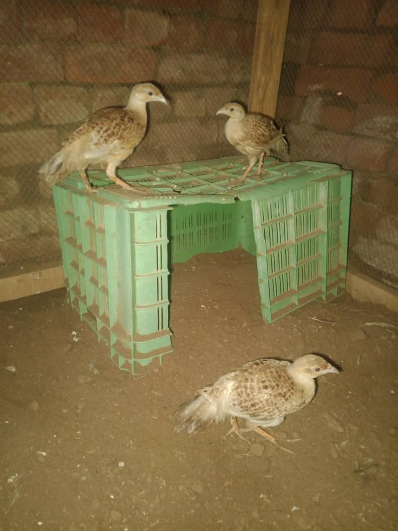 teeter chicks 1