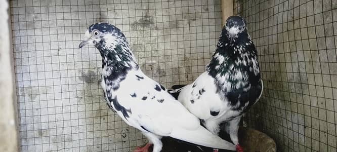 10 breedrs pair for sale