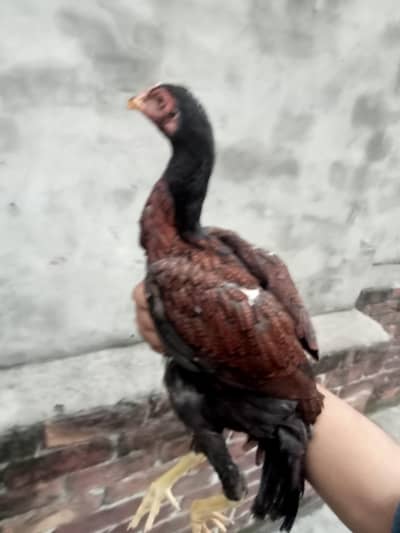 thai x burmii pathi 03368772918