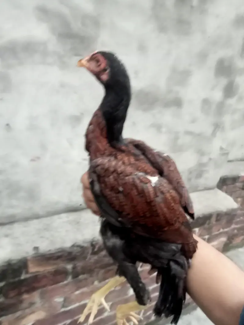thai pathi 03368772918 — photo 2