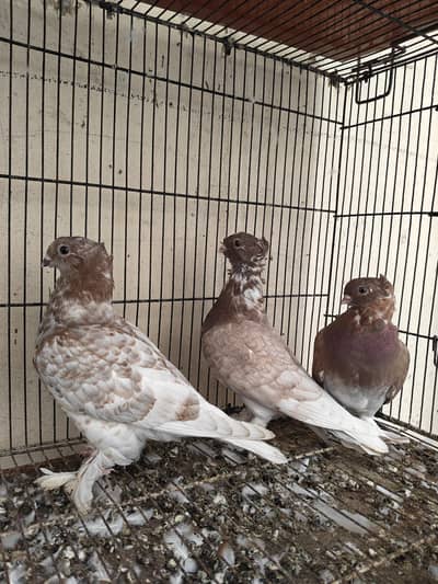 usbuk pigeons