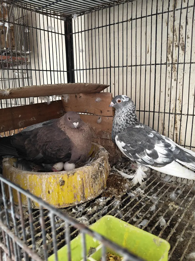 usbuk pigeons — photo 2