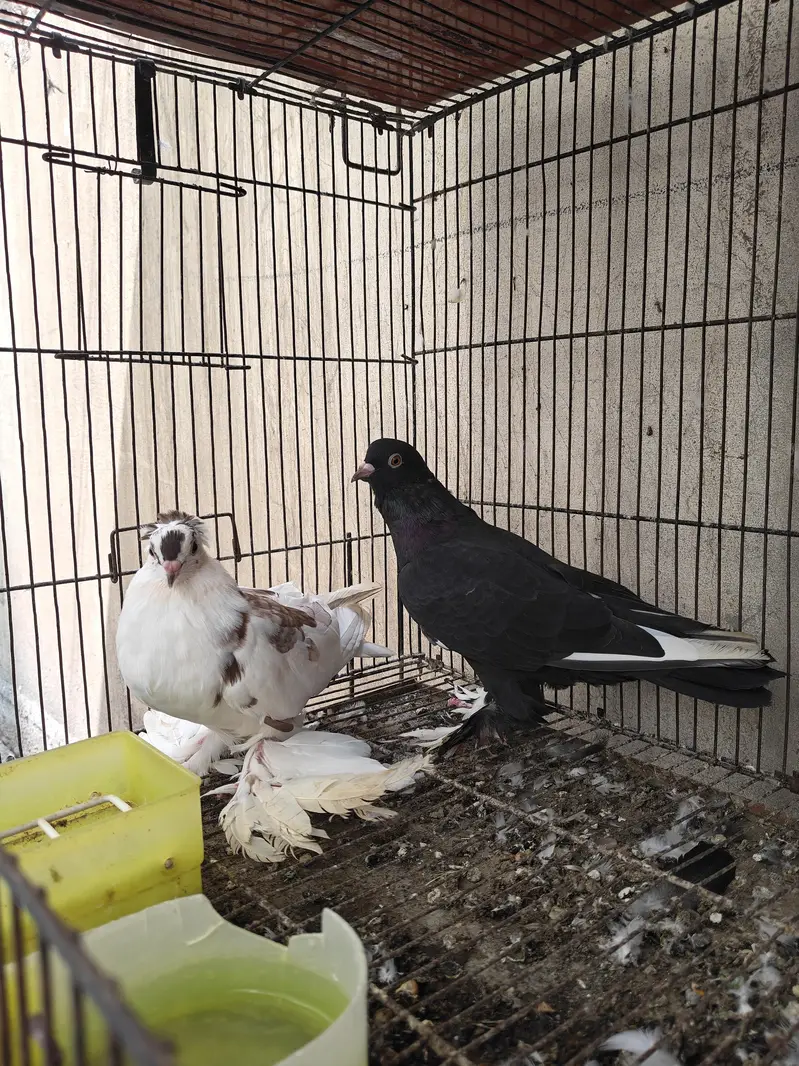 usbuk pigeons — photo 3