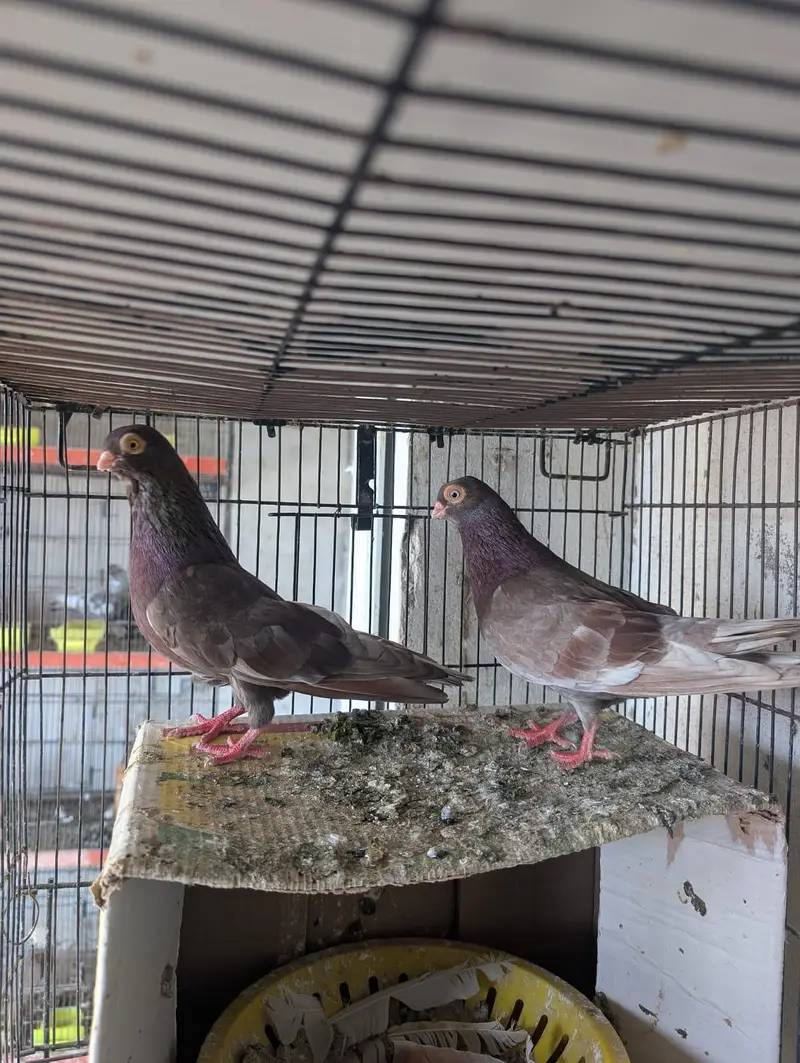 usbuk pigeons — photo 4