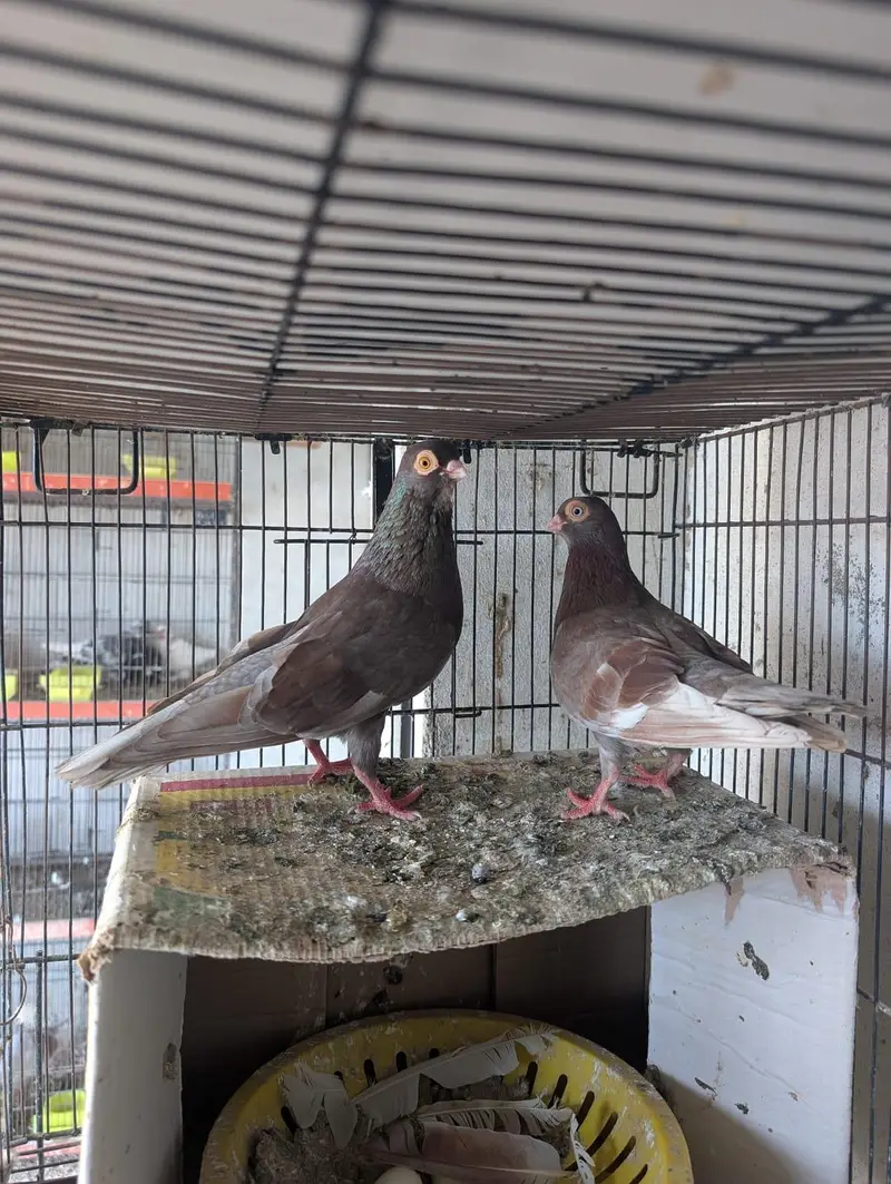 usbuk pigeons — photo 5