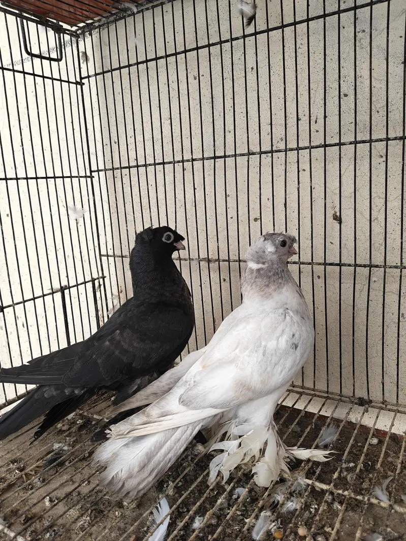 usbuk pigeons — photo 6