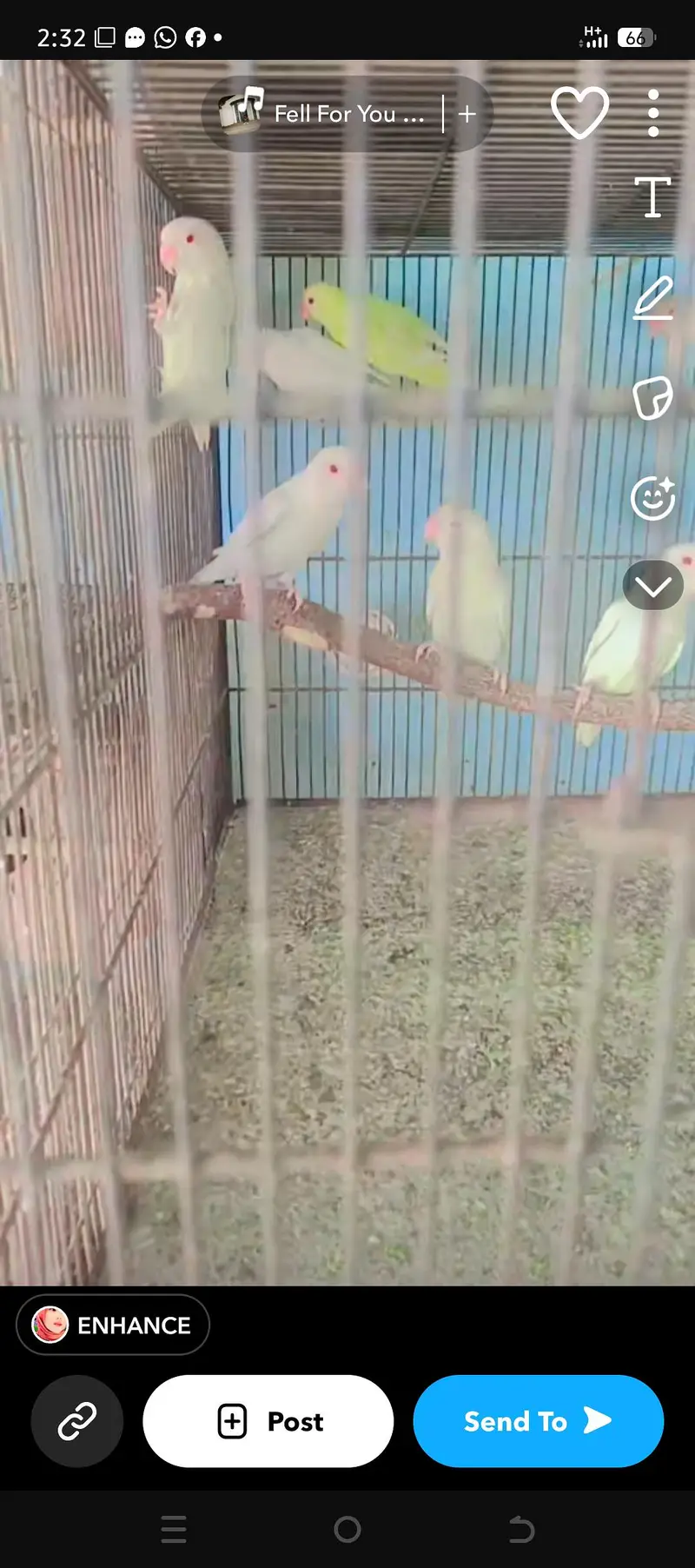 albino red eyes Java Finch — photo 2