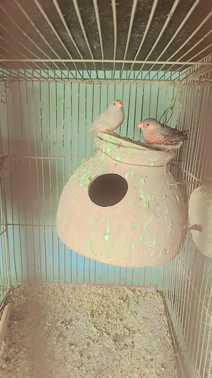 albino red eyes Java Finch — photo 3