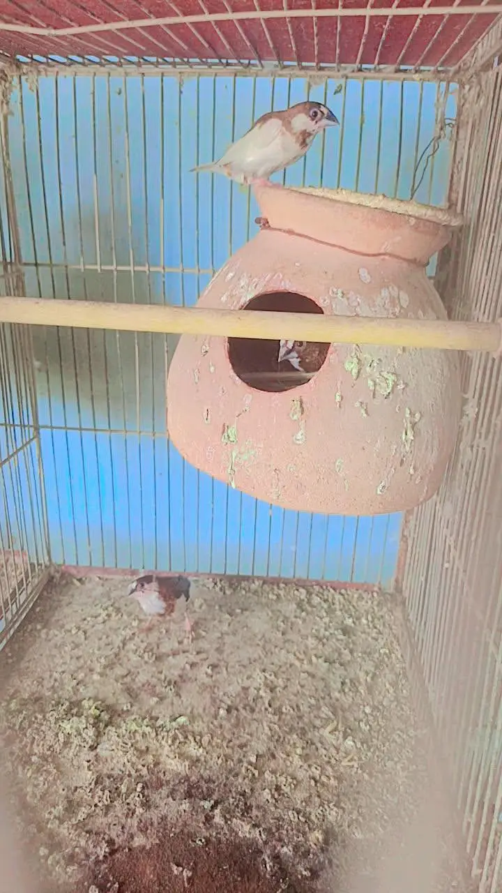 albino red eyes Java Finch — photo 4