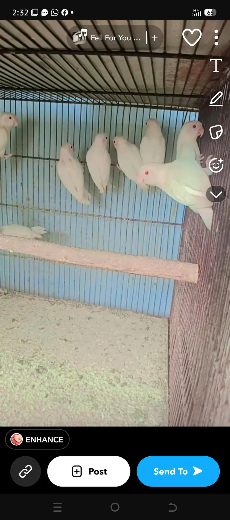 albino red eyes Java Finch — photo 6