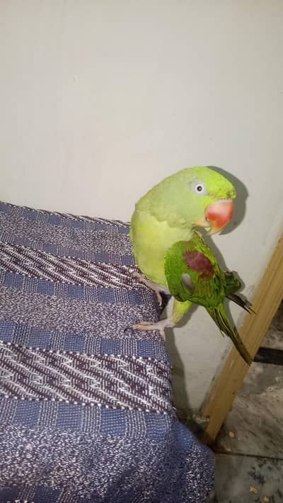 raw parrot