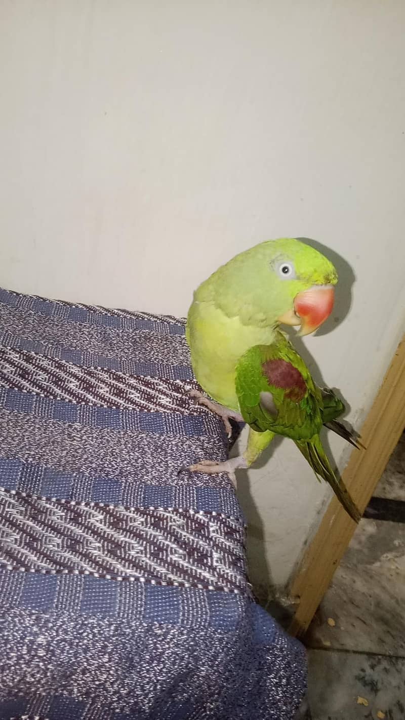 raw parrot 0