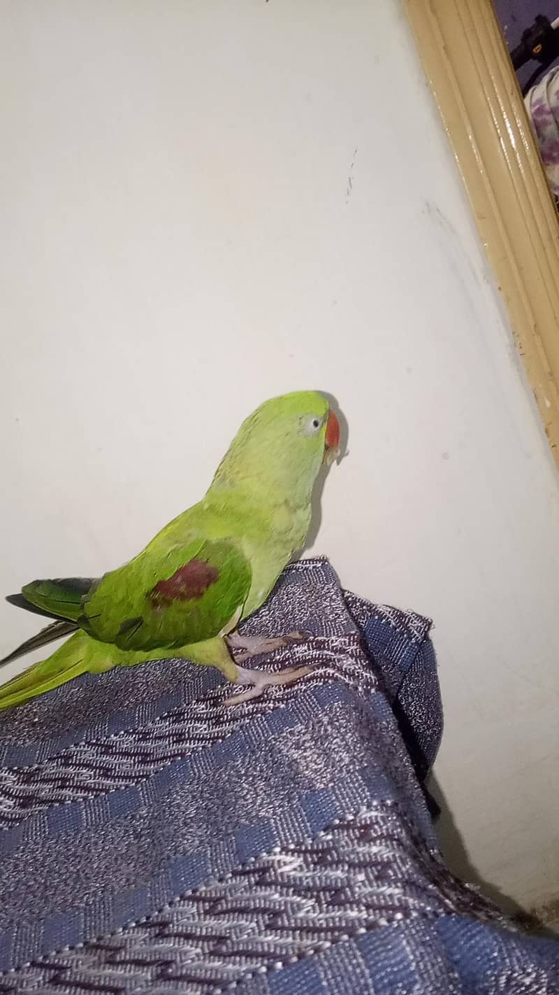 raw parrot 1