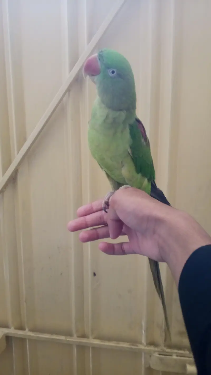 raw parrot — photo 3