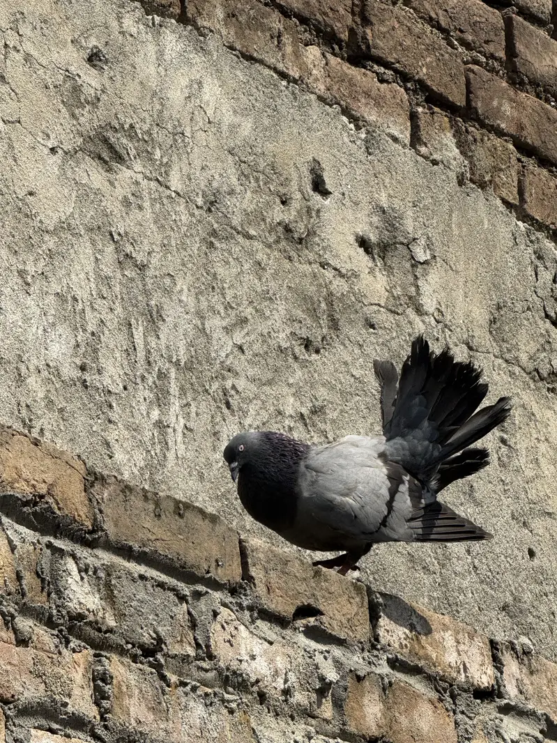 Laka pair — photo 2