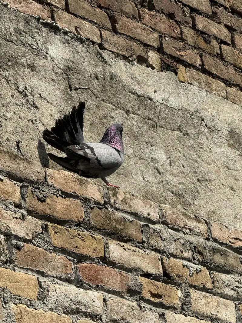Laka pair — photo 3