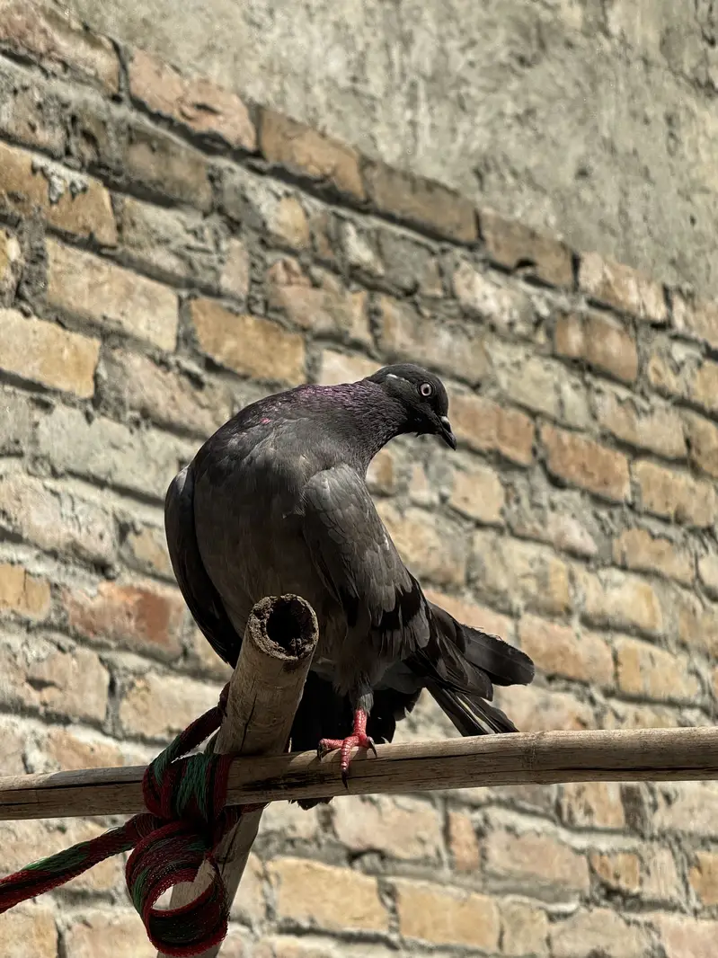 Laka pair — photo 4
