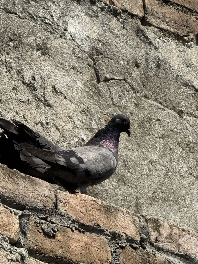 Laka pair — photo 5