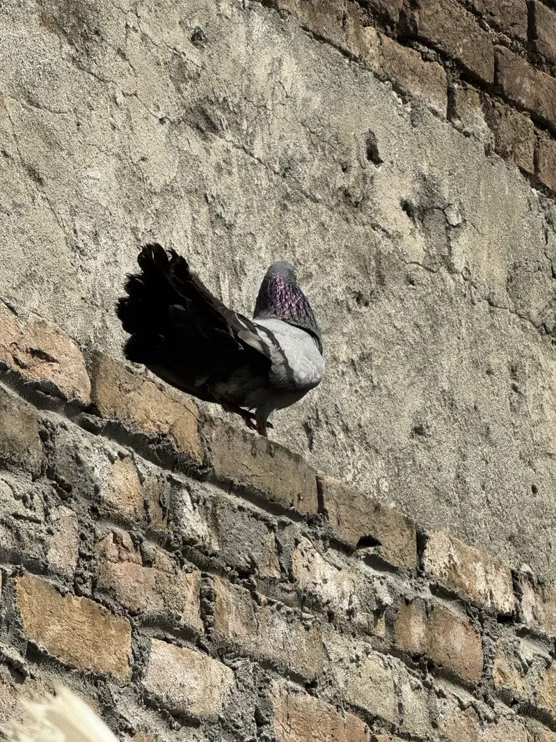 Laka pair — photo 6