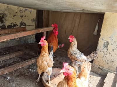 Hens for sale/ one kruk