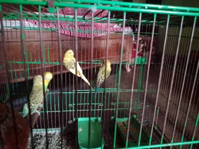 Australian budgies parrot 2 pairs for sale