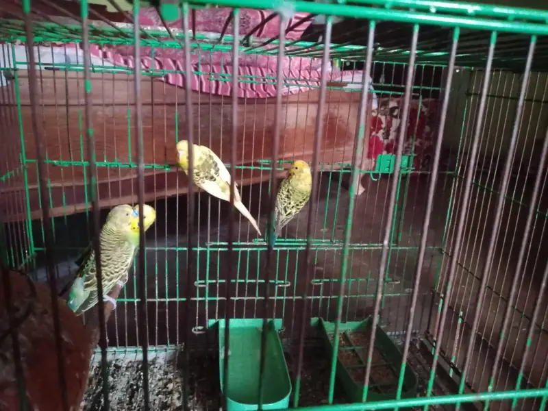 Australian budgies parrot 2 pairs for sale — photo 2