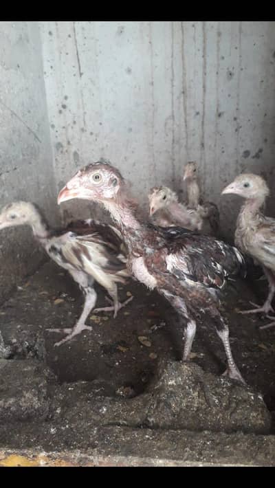 aseel chicks 2 ,5 months. vedio kailai whats up